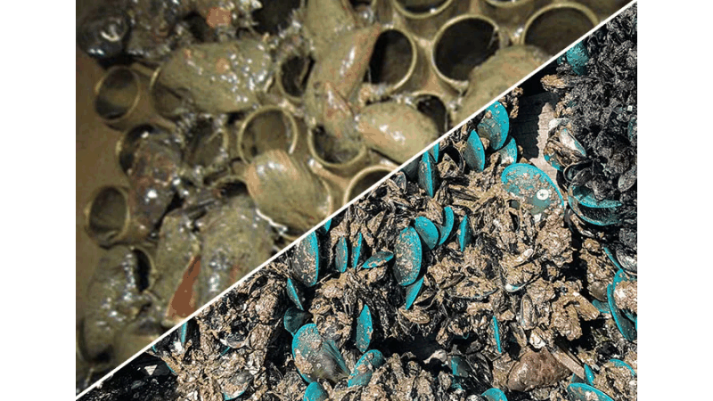 Bioincrustación de mejillones y percebes en el interior de una tubería